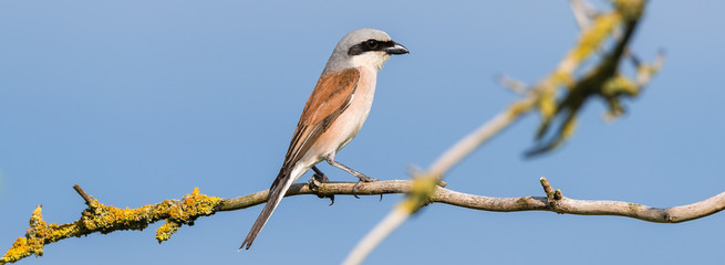 Neuntöter (Lanius collurio) Männchen sitzt auf einem Ast des Baumes