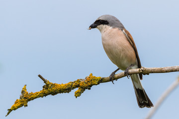 Neuntöter (Lanius collurio) Männchen mit einer erbeuteten Spinne im Schnabel 