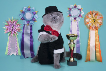 important Scottish cat with their awards at an isolated backgrou