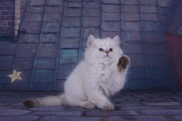 Beautiful British longhair kitten on the roof in the summer nigh