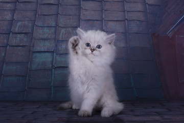 Beautiful British longhair kitten on the roof in the summer nigh