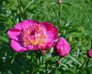 Ярко - розовый двухцветный пион с жёлтыми лепестками в середине цветка. 