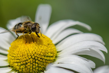Biene auf Margheritenblüte