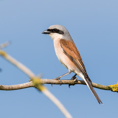 Neuntöter (Lanius collurio) Männchen sitzt auf einem Ast des Baumes