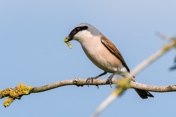 Neuntöter (Lanius collurio) Männchen mit einer Raupe im Schnabel