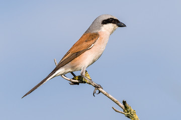Neuntöter (Lanius collurio) Männchen sitzt auf einem Ast des Baumes