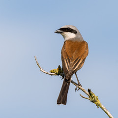 Neuntöter (Lanius collurio) Männchen sitzt auf einem Ast des Baumes