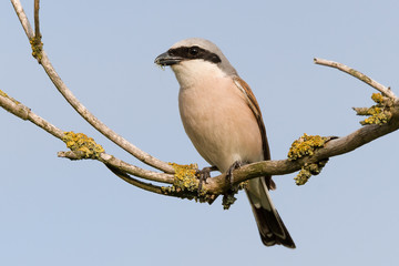 Neuntöter (Lanius collurio) Männchen mit Beute im Schnabel