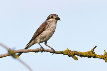 Neuntöter (Lanius collurio) Weibchen sitzt auf einem Ast des Baumes