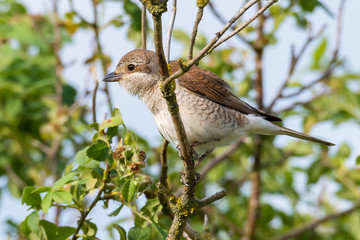 Neuntöter (Lanius collurio) Weibchen sitzt auf einem Ast des Baumes