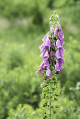 digitalis flower on green background