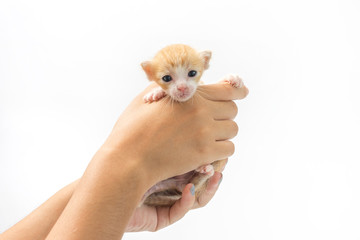 Carry the kitten 2 weeks old on white background