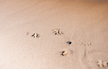 Pawprints on the beach