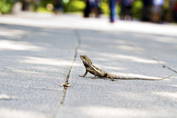 Taiwan japalura,Swinhoe's tree lizard