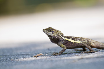 Taiwan japalura,Swinhoe's tree lizard