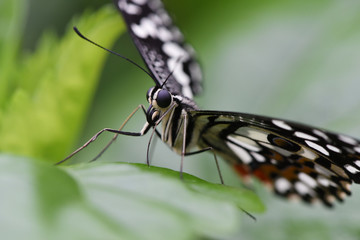 papillon