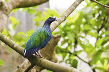 Nicobar Pigeon,Caloenas nicobarica