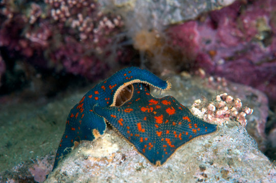 Hugs of strar fishes deep in the sea.