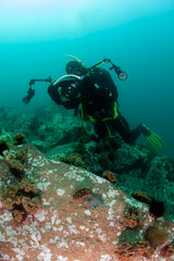 Naklejka na ściany i meble Scuba diver making a photo of sea cucumber (stichopus japonicus)