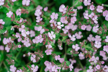 Obraz premium Green bush leaves wall background