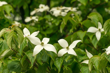 ヤマボウシの白い花