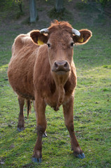 Calf grazing on pasture
