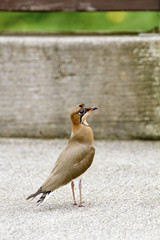 Oriental pratincole,Glareola maldivarum