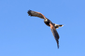 Harris Hawk in flight © kojihirano