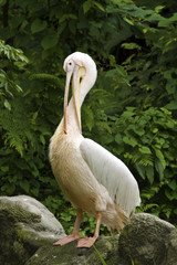 Great White Pelican,Pelecanus onocrotalus
