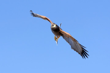 Harris Hawk in flight