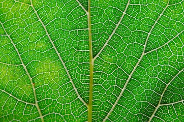 Leaf texture abstract background on leaf veins with closeup view