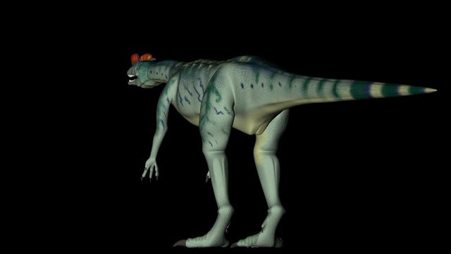 Animation of dinosaur Dilophosaurus in rotation 360 degree on black background