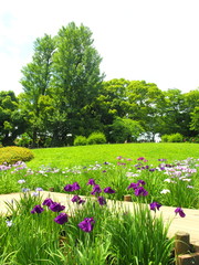 菖蒲咲く風景