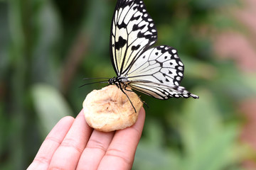 papillon