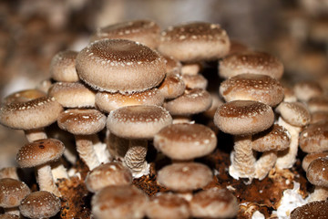 Shiitake mushroom grow together in groups