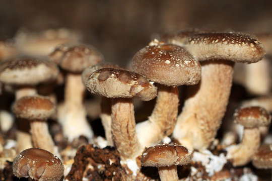 Versatile and tasty Shiitake mushroom