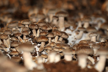Shiitake plantation