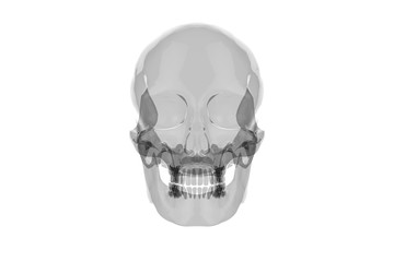 x Ray Human Skull with Brain / 3D Rendering