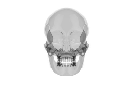 x Ray Human Skull with Brain / 3D Rendering