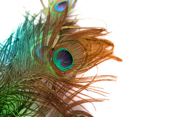 Beautiful peacock feather on white background with copy space