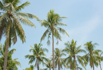 Fototapeta na wymiar coconut tree and blue sky in the island.