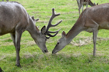 vorsichtige Annäherung, Hirsch und Reh beschnuppern sich