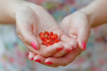 Woman  with a hand full of wild strawberries