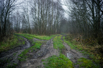 The road in the forest.