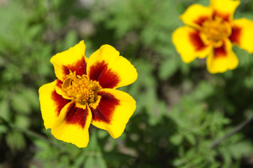 bright yellow marigolds
