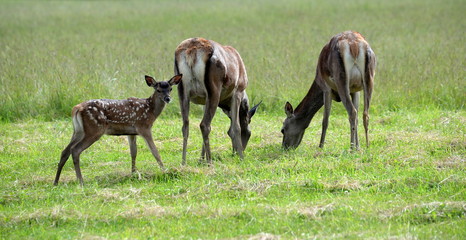 Muttertiere, zwei Hirschkühe mit Kitz