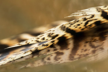 Pheasant feathers closeup