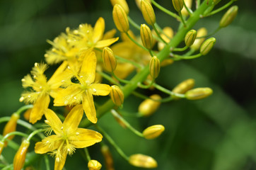 Bulbine natalensis also known with common name Bulbine