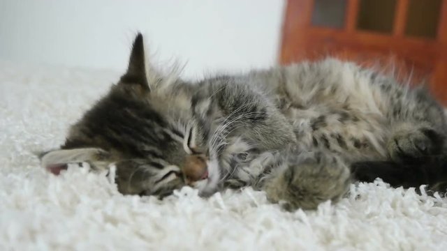 cute kitten sleeping in the room