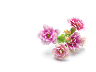 Pink kalanchoe flowers, studio shot